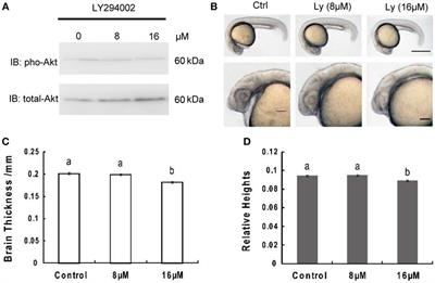 Neuroprotective Role of the PI3 Kinase/Akt Signaling Pathway in Zebrafish